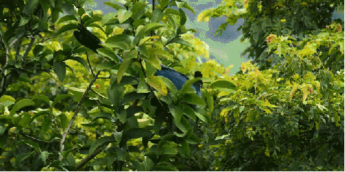 动物 尼罗河-终极之河 树枝 纪录片 大蓝蕉鹃