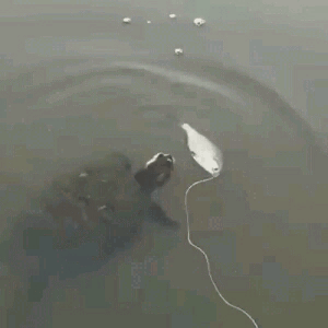 水球 Water polo  乌龟 钓鱼