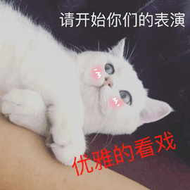 开始 表演 看戏 猫