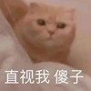 萌宠 喵星人 直视我 傻子 呆萌 搞怪