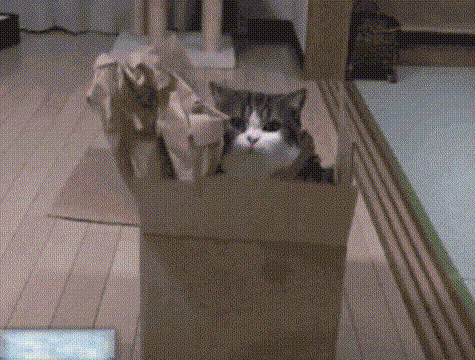 喵星人 可爱 萌宠 猫