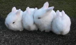 兔子 排排坐 萌化 四胞胎 相亲相爱 萌物