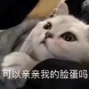 萌宠 猫星人 可以亲亲我的脸蛋吗 期待 呆萌 可爱