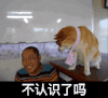 狗狗 呆萌 注视 狗主人 斗图 不认识了吗