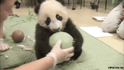 熊猫 国宝 玩耍 皮球