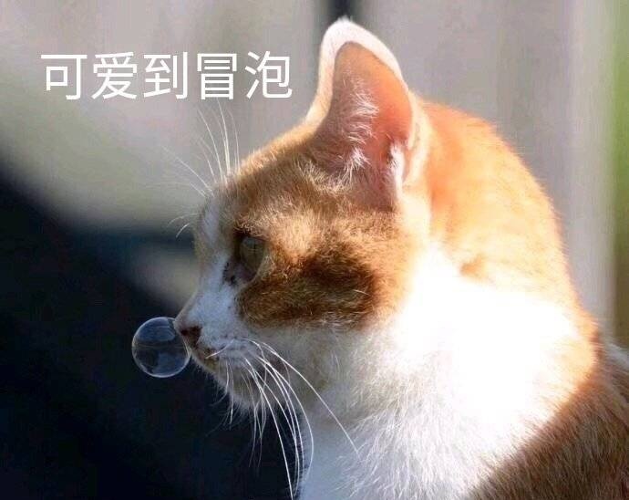 萌宠gif喵星人gif可爱到冒泡gif好可爱gif呆萌gif可爱gif