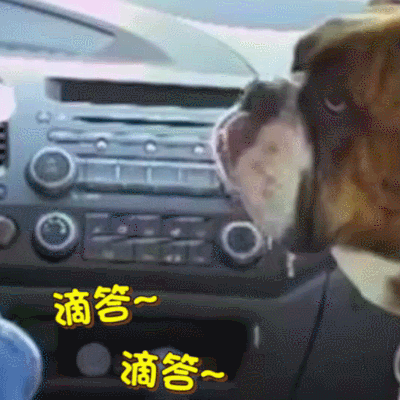 二哈 狗狗 汪星人 萌宠 可爱