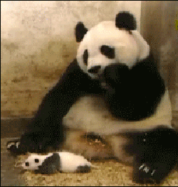 大熊猫 小宝宝 吓一跳 可爱