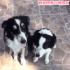 狗 拥抱 甜蜜 开心