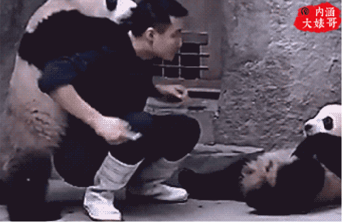 熊猫 动物 爬起 男子