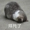 萌宠 猫星人 拜托了 求求了 呆萌 可爱