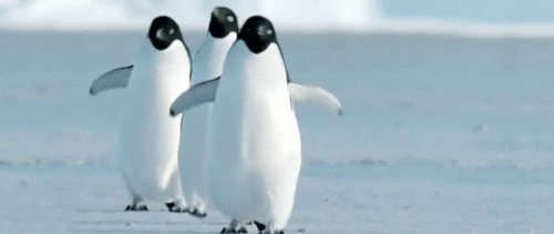 企鹅 可爱 小短腿 摇摆 慢悠悠走路