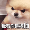 萌宠 狗 狗狗 汪星人 我看你是找抽 生气