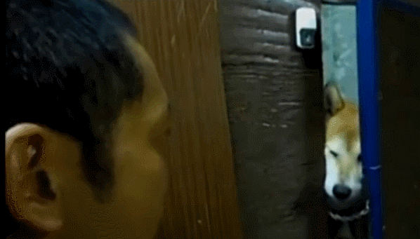 狗 逗比 萌寵 搞笑