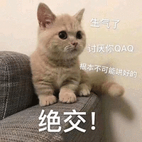 萌宠 猫咪 绝交 生气