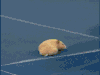 仓鼠 hamster 抱摔 可怜