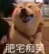 萌宠 汪星人 肥宅痴笑 傻乐 逗