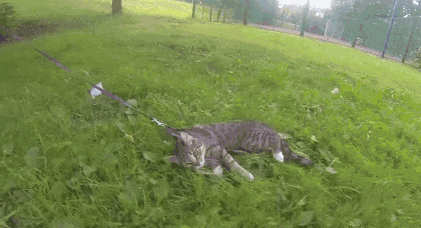 猫咪 草地 拖着走 牵引绳