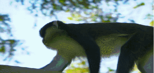尼罗河-终极之河 树上 灵长类动物 疣猴 纪录片