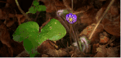 植物 生长 神话的森林 紫罗兰 纪录片