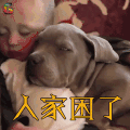 萌宠 狗 萌娃 人家困了 soogif soogif出品