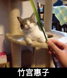 竹子 小猫 尖耳朵 害怕