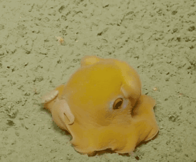 章鱼 黄色 蠕动 海底 软体动物