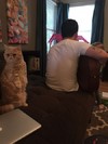 窗户 背影 猫咪 失望