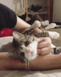 猫咪 抚摸 眼神 可爱