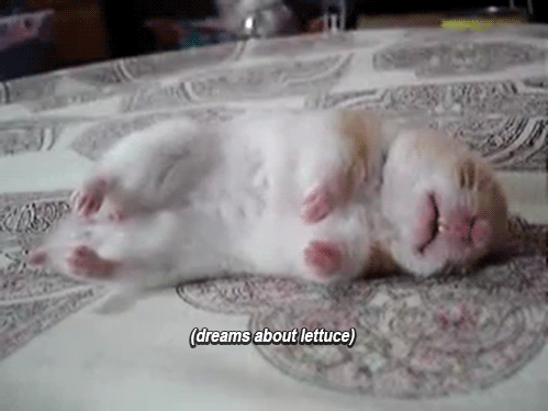 睡觉 小猫  餐桌  餐布