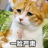 萌宠 猫星人 一脸严肃 冷酷 搞怪