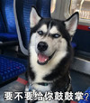 萌宠 哈士奇 要不要给你鼓掌 凝视 搞怪