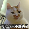 萌宠 喵星人 可以好几天不洗头了 在家就是爽 呆萌 可爱
