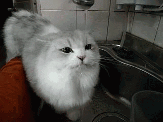 猫咪 喝水 有想法