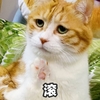 萌宠 猫星人 滚 生气 冷酷