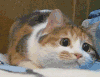 猫咪 呆萌 蠕动 搞笑