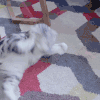 萌宠 猫猫 逗猫棒
