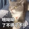 萌宠 猫星人 了不得了不得 搞怪 逗