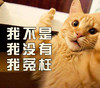 萌宠 猫星人 我不是 我没有 我冤枉 呆萌 可爱
