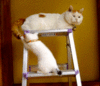 宠物 ~~ 猫咪 可爱 萌 gif