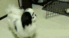 是不是 厚道 搞笑 创意 萌 gif