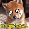 萌宠 狗 狗狗 汪星人 柴犬 就知道欺负老实人 伤心 老实人 soogif soogif出品