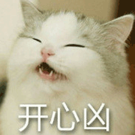 开心 猫