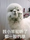 萌宠 羊驼 我小羊驼听了 难听 搞怪 逗