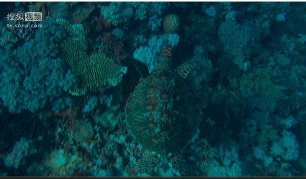 深海奇探 海龟 游 湛蓝 海底
