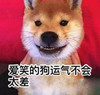 萌宠 猫星人 爱笑的狗狗运气不会太差 嘿嘿嘿 搞怪 呆萌