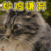 萌宠 猫咪 猫 拒绝 超级嫌弃 soogif soogif出品