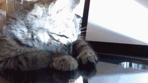 猫猫 萌爪 扫描 可爱