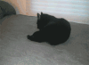 恶搞 喵星人 猫咪 萌宠 可爱