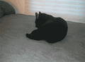 恶搞 喵星人 猫咪 萌宠 可爱